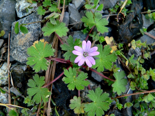 {Geranium molle}